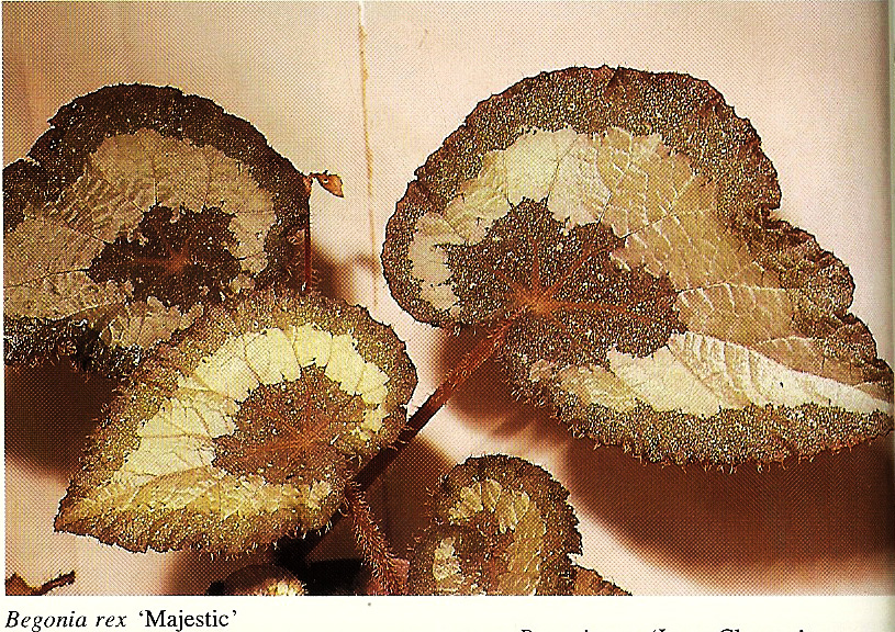 B. ‘Majestic’